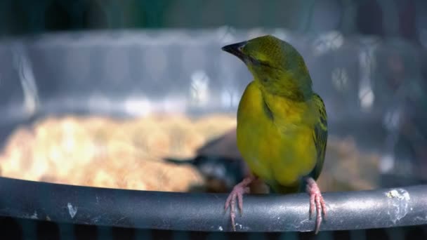 Bellissimo Uccello Tropicale Seduto Vassoio Alimentazione Una Giornata Sole Primo — Video Stock