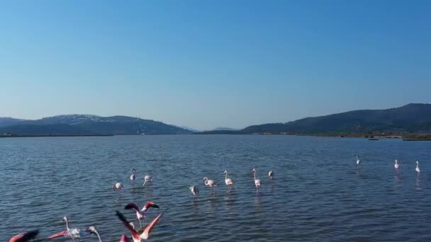 Медленное Движение Стаи Фламинго Над Морской Водой Голубое Небо Горы — стоковое видео