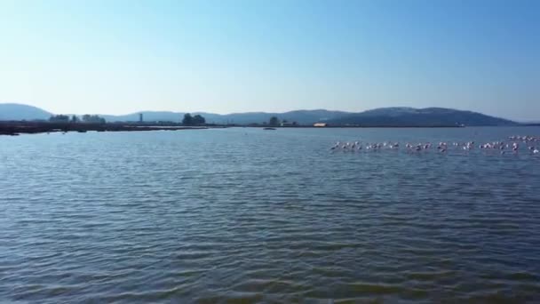 Пейзаж Розовыми Фламинго Морской Воде Горы Заднем Плане Вид Воздуха — стоковое видео
