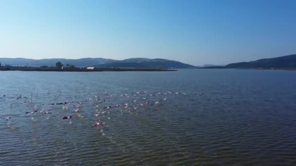 Manada Flamencos Volando Sobre Agua Del Mar Vista Desde Dron — Vídeo de stock