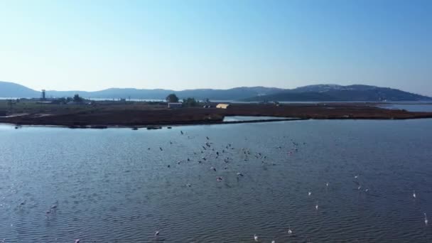 Вид Повітря Безпілотник Рожевого Фламінго Літає Над Морем Фон Природи — стокове відео