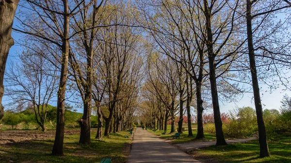 春の日には公園の路地を歩く人々 バックビュー — ストック写真