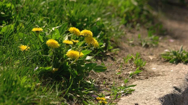 Много Муравьёв Бежит Возле Земли Одуванчик Цветы Растущие Зеленой Траве — стоковое фото