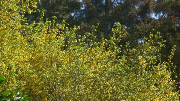 Närbild Gula Träd Blomma Solig Vårdag Blommande Forsythia Blommor Vacker — Stockfoto