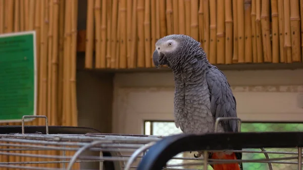 African gray parrot sitting on a big metal cage. Beautiful parrot Psittacus Erithacus with bright red tail.