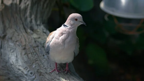 Närbild Vackra Grå Fågel Ett Träd Mot Suddig Bakgrund Ornitologiskt — Stockfoto
