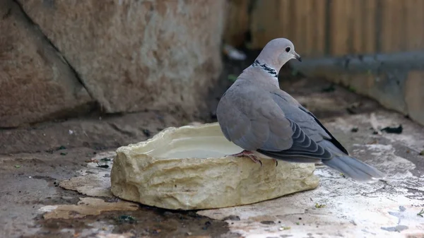 Wild bird at the zoo. Gray dove drinking water from the bowl.