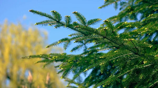 배경에 아름다운 가문비나무가지 — 스톡 사진