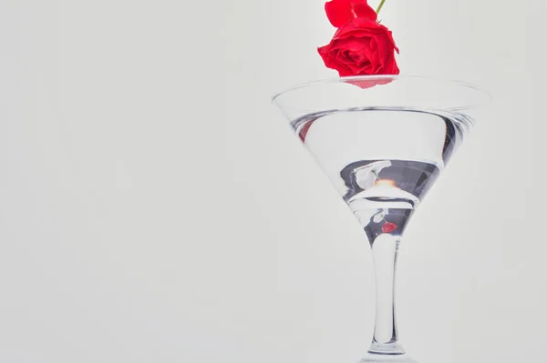 Cocktail Rose Flower White Background Copy Space Text — 스톡 사진