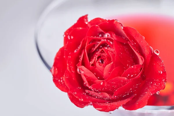 Close Red Flower Water Droplets Macro Photo Petals — 스톡 사진
