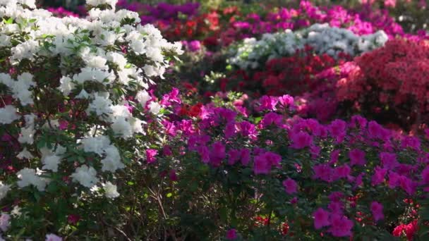 Közelkép Sokszínű Azálea Virágok Kertben Virágzó Bokrok Színes Azálea Virágok — Stock videók