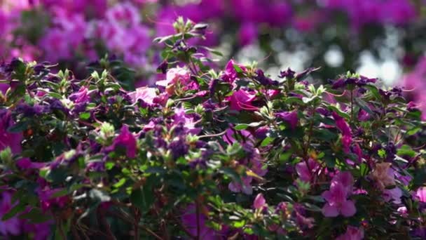 Close Bela Flor Roxa Flores Azálea Jardim Primavera Natural Fundo — Vídeo de Stock