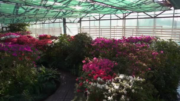 Wnętrze Szklarni Lub Sklepu Pięknymi Kwitnącymi Kwiatami Roślinami Uprawa Azalii — Wideo stockowe