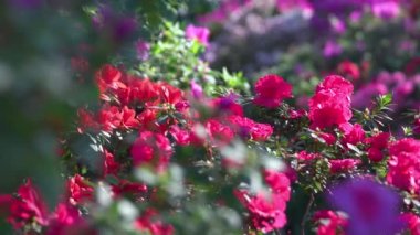 Çiçeklerin çiçek arkaplanı. Bahçede Azalea çiçek açıyor. Doğal çiçek arkaplanı.