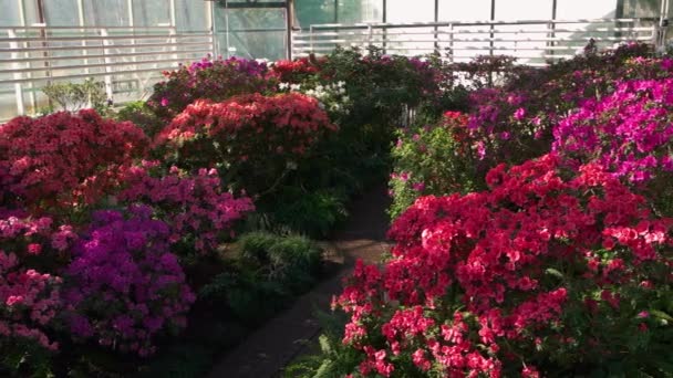 Close Arbustos Flores Azálea Florescendo Estufa Dia Ensolarado Produção Vegetal — Vídeo de Stock