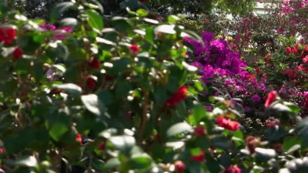 Muitas Flores Florescendo Estufa Loja Bouquet Floral Produção Plantas — Vídeo de Stock