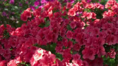 Bahçede güneş ışığı altında açan renkli rododendron inanılmaz bir manzara. Serada açelya çiçekleri yetişiyor..