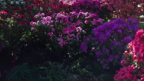 Zbliżenie Wielokolorowe Kwiaty Azalii Kwitnące Szklarni Naturalne Tło Kwiatowe — Wideo stockowe