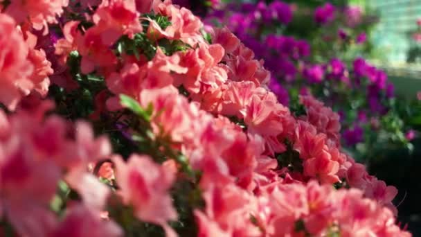 Piękny Widok Kolorowy Rododendron Kwitnący Ogrodzie Pod Słońcem Różowe Kwiaty — Wideo stockowe