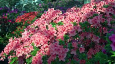 Bahçede yetişen renkli açelya çiçeklerinin çalılarını kapat. Çiçek açan bahar çiçekleri arka planı.