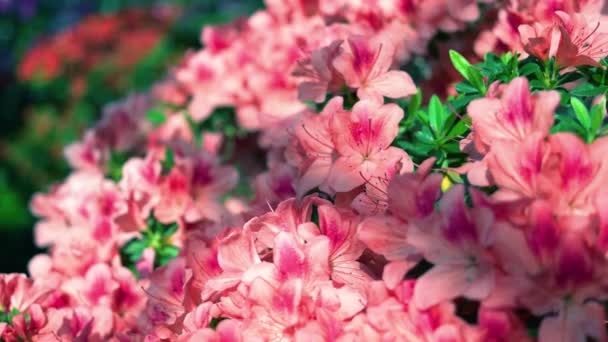 Primer Plano Rododendro Flores Florecientes Color Rosa Jardín Botánico Primavera — Vídeo de stock