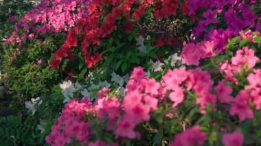 Pembe çiçekli Rhododendron 'u kapatın. Baharda aczalea çiçekleri. Doğa arkaplanı.