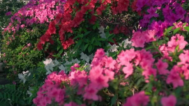 Zbliżenie Różowego Kwitnącego Rododendrona Azalea Kwiaty Wiosną Kontekst Natury — Wideo stockowe
