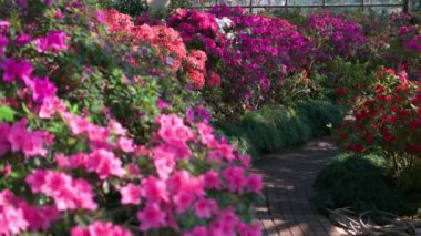 Botanik bahçesinde büyüyen açelya çalıları. Güzel çiçek arkaplanı.