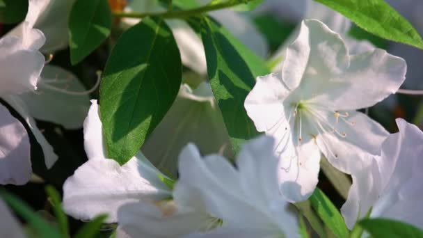 Närbild Vita Blommande Liljor Som Xer Trã Dgã Rden Blommor — Stockvideo