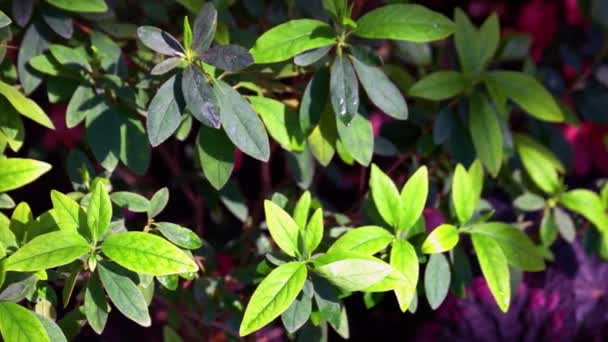 Großaufnahme Von Grünen Zierpflanzen Die Botanischen Garten Wachsen Pflanzen Die — Stockvideo