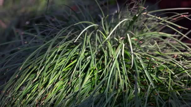 Sluiten Van Citroengras Struik Groeien Tuin Onder Zonlicht Decoratieve Kruid — Stockvideo