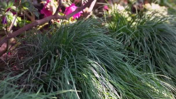 Aproape Tufiș Verde Lemongrass Care Crește Grădina Botanică Natura Fundal — Videoclip de stoc