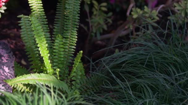 Amplia Variedad Hermosas Plantas Tropicales Que Crecen Jardín Botánico Vivero — Vídeo de stock