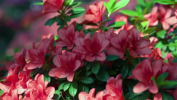 Närbild Blommande Buskar Azalea Blommor Våren Solljus Trädgården Vacker Natur — Stockvideo