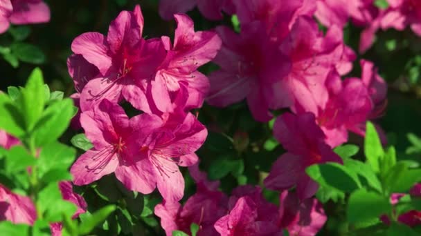 緑の葉の間で風に揺れるピンクのツツジ 夏の日の美しい花の背景 — ストック動画