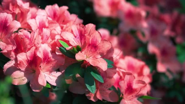 Hintergrund Der Schönen Azaleen Blüten Sonnenlicht Frühlingsblumen Blühen Garten Gartenkonzept — Stockvideo