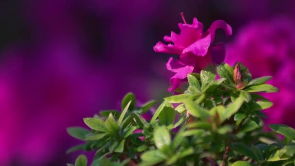 ピンク色の花を咲かせ ピンク色の背景に緑の葉を持つ木の枝 ツツジの開花ブッシュ — ストック動画