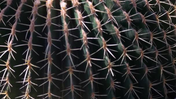 Vista Detalhada Grande Cacto Redondo Com Picos Crescendo Jardim Botânico — Vídeo de Stock