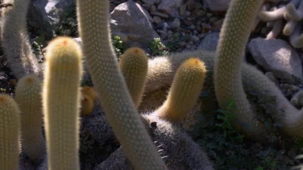 Einem Sonnigen Tag Wächst Ein Grüner Sukkulenter Kaktus Freien Exotische — Stockvideo