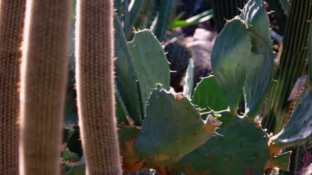 Groene Cactusplanten Van Dichtbij Gezien Exotische Planten Groeien Botanische Tuin — Stockvideo