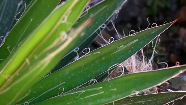 Plante Succulente Poussant Parmi Les Pierres Aloe Vera Pousse Extérieur — Video