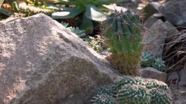 Güneşli bir günde botanik bahçesinde taşların üzerinde büyüyen kaktüsler. Egzotik tatlı doğası.