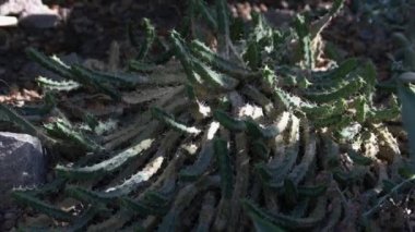 Myrtillocactus cochal dışarıda yetişiyor. Botanik bahçesinde sulu bitkiler yetişiyor. Vahşi doğa arka planı.