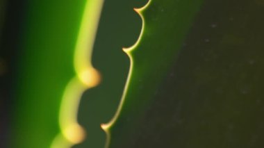Güneş ışınları makro görüşlü Aloe Vera bitkisi. Aloe bitkisinden taze yeşil yaprak. Yaklaş. Botanik kavramı.