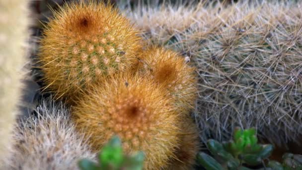 Cactus Con Agujas Blancas Cerca Plantas Exóticas Que Crecen Jardín — Vídeo de stock