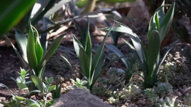 Güneşli bir günde kum ve taşlar arasında yetişen pek çok sulu bitkiyi kapatın. Egzotik doğa geçmişi.