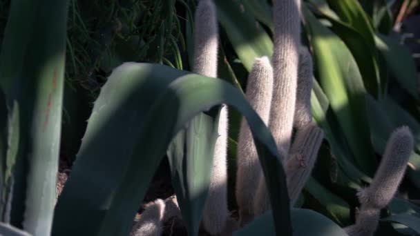 緑色の植物の間で成長する白いとげのある長い緑色のサボテン 植物園のふわふわのサボテン — ストック動画