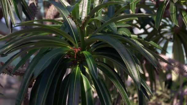 緑の植物園で成長する装飾的な熱帯植物 晴れた日のエキゾチックな植物 — ストック動画