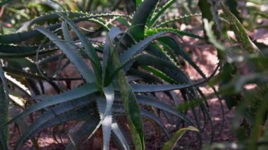 Vahşi doğada yetişen büyük aloe vera bitkisine yakın. Botanik bahçesindeki tropik bitkiler.