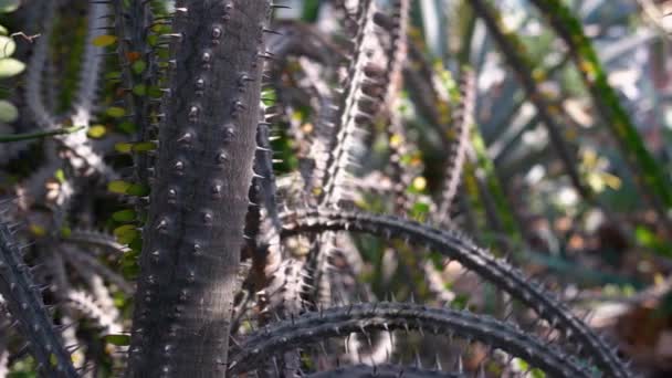 Trnitá Šťavnatá Rostlina Zblízka Exotické Přírodní Pozadí Tropické Rostliny Botanické — Stock video